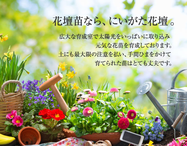 株式会社 にいがた花壇